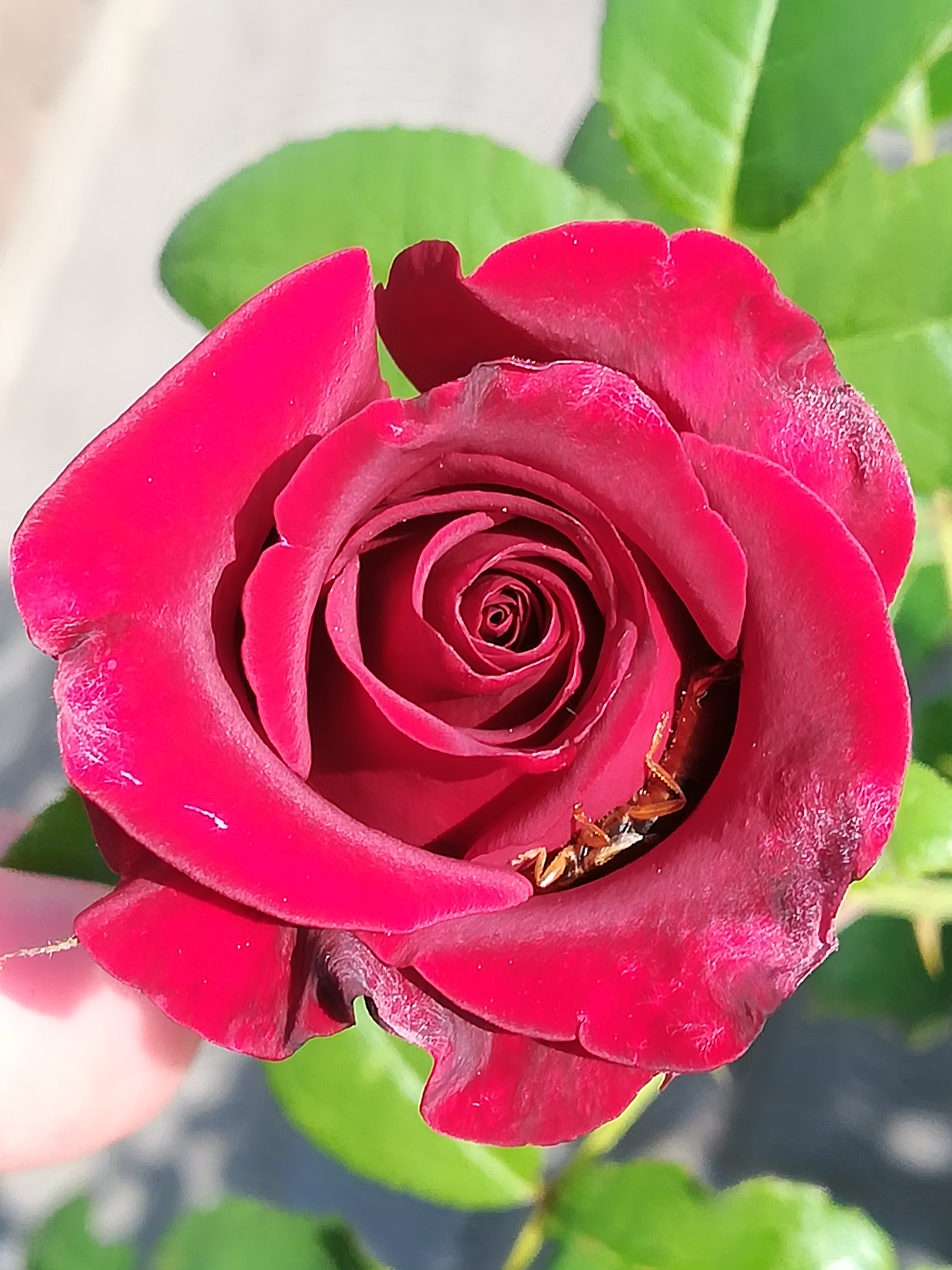Ohrenkneifer in einer Rose